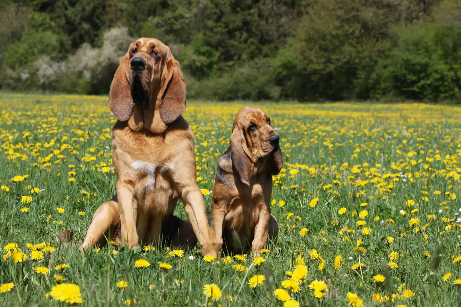 Bloodhound kölyökkutya vásárlása felelősségvállalást jelent! Bloodhound kiskutyák vásárlása.