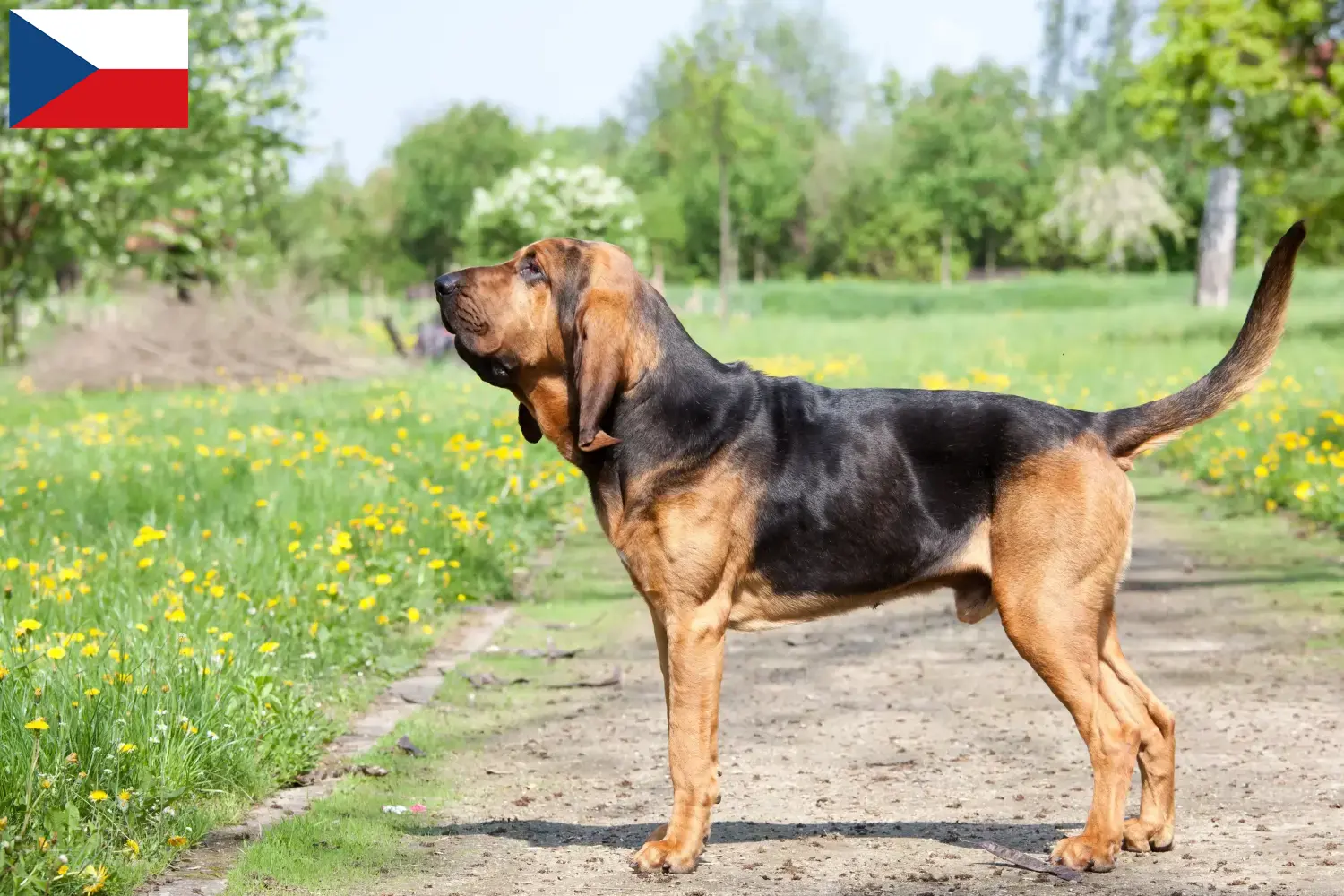 Véreb kölyökkutyák és tenyésztők Csehország Itt találhat Bloodhounds tenyésztőket Csehországban.