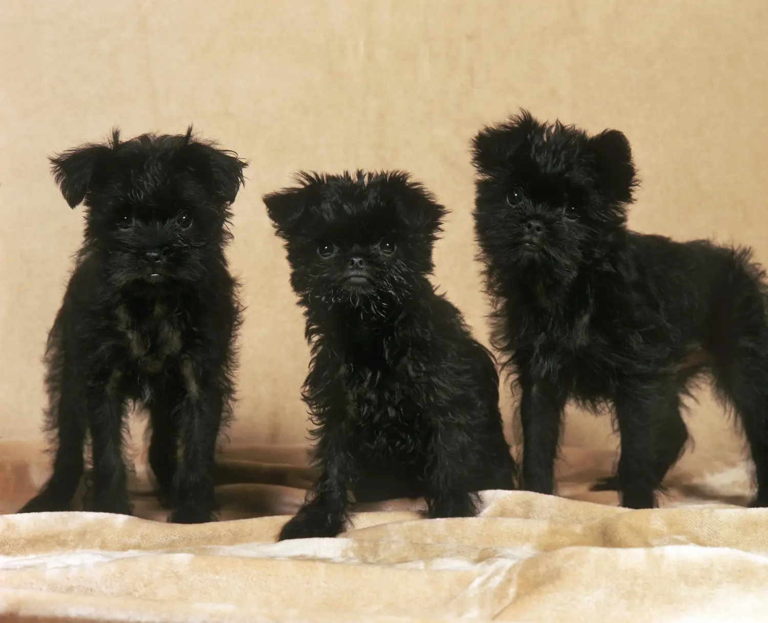 Affenpinscher kiskutya vásárlása felelősségvállalást jelent! Affenpinscher kiskutyák vásárlása.