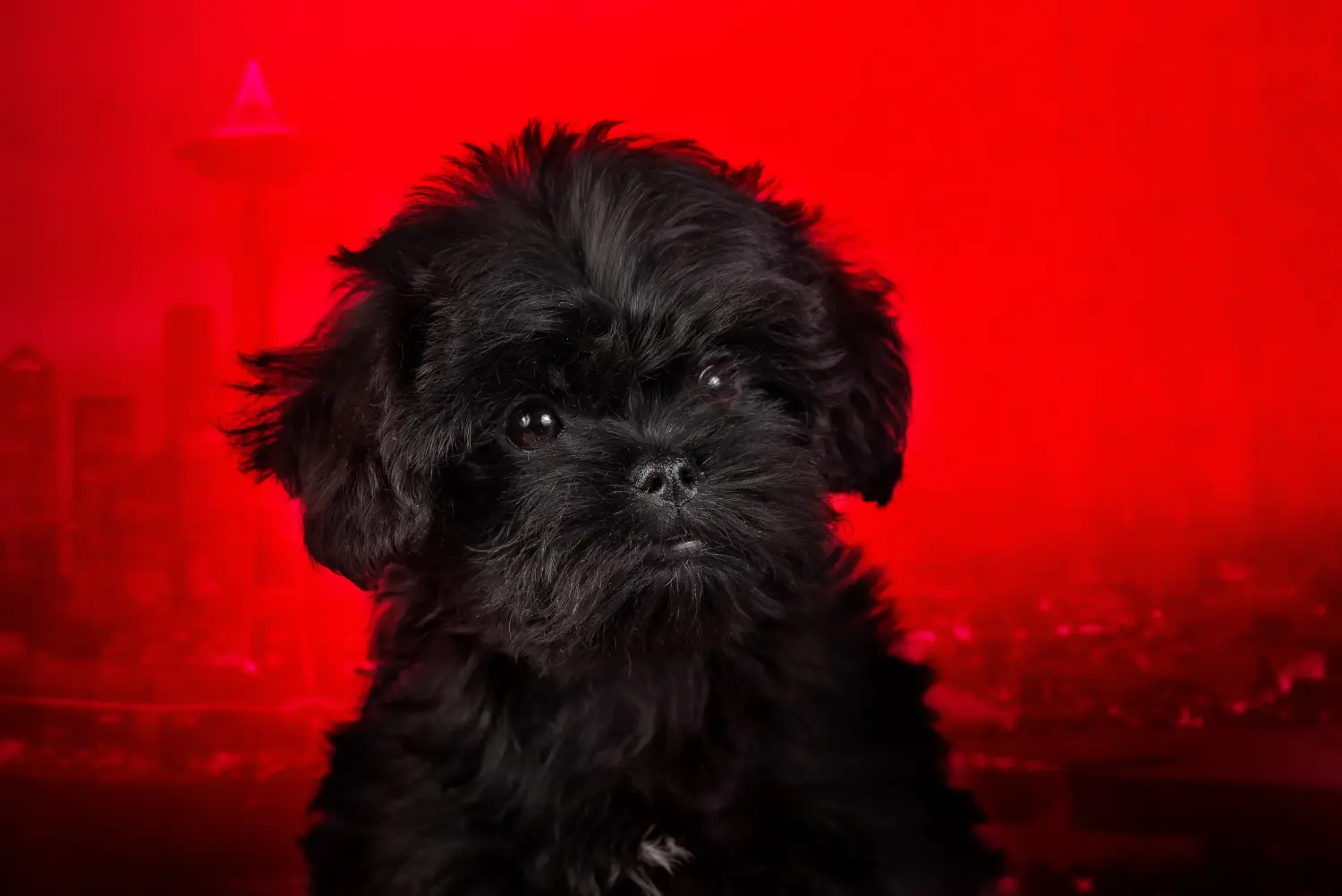 Affenpinscher kiskutya vásárlása felelősségvállalást jelent! Affenpinscher kiskutyák vásárlása.