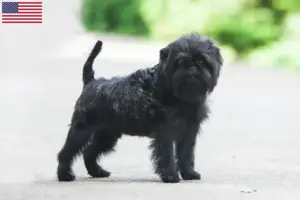 Read more about the article Affenpinscher tenyésztők és kölykök az USA-ban