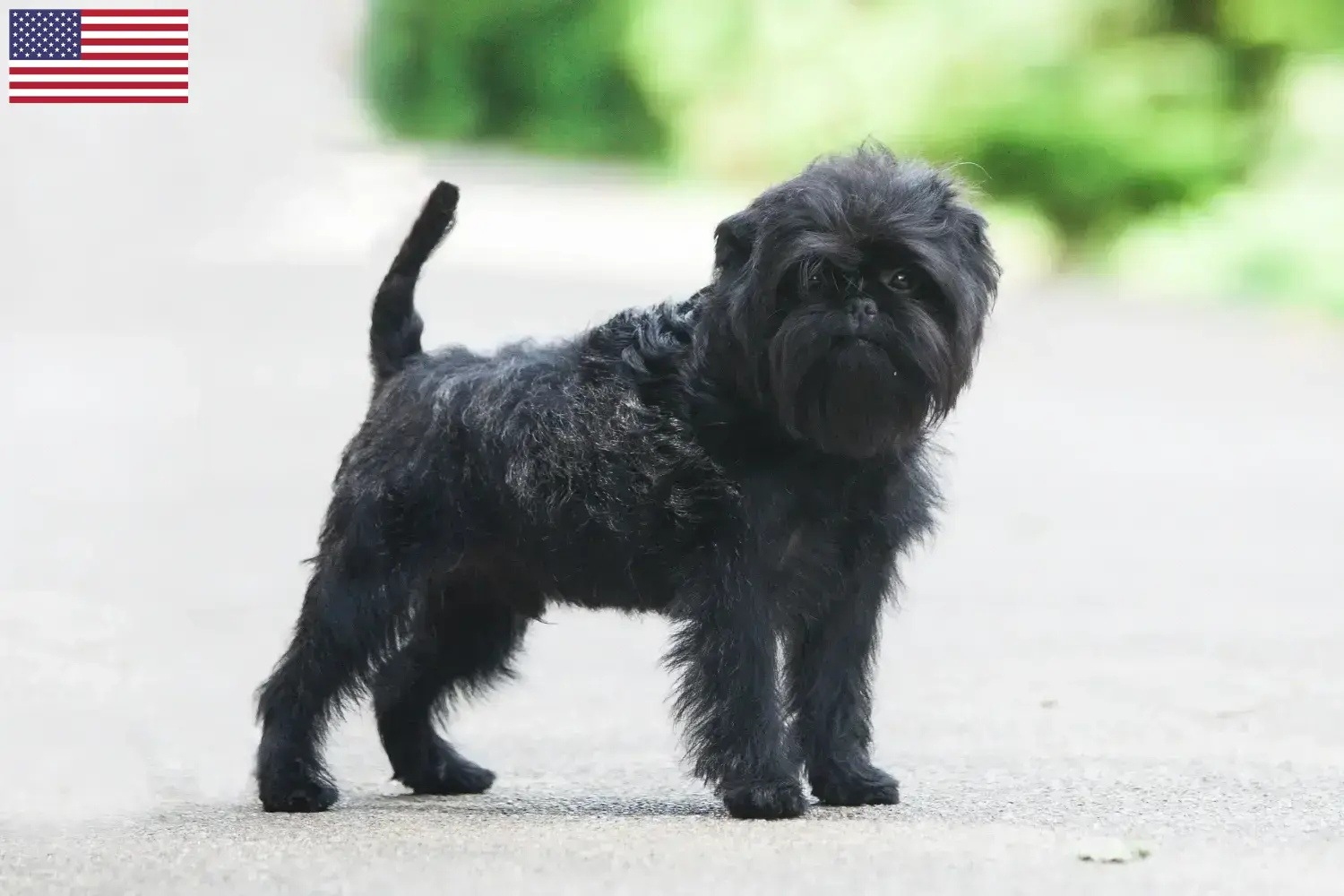 Affenpinscher kiskutyák és tenyésztők USA Itt találsz Affenpinscher tenyésztőket az USA-ban.