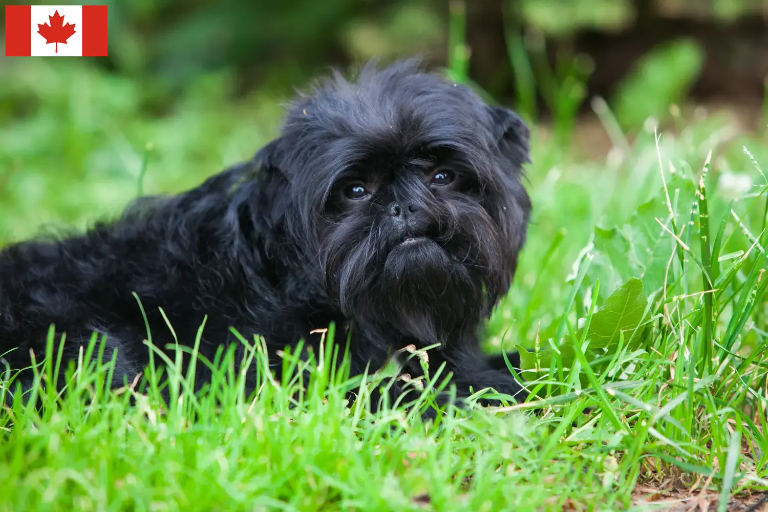 Affenpinscher kiskutyák és tenyésztők Kanada Itt találhat Affenpinscher tenyésztőket Kanadában.