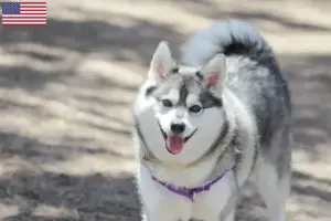 Read more about the article Alaszkai Klee Kai tenyésztők és kölykök az USA-ban