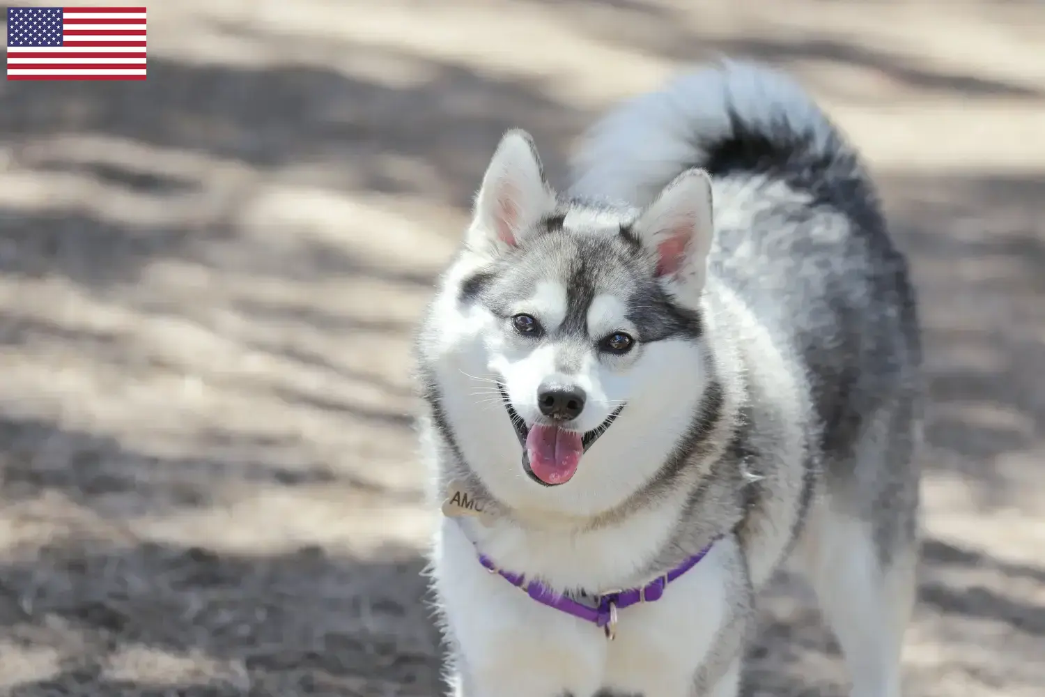 Alaszkai Klee Kai kiskutyák és tenyésztők USA Itt találhat Alaskan Klee Kais tenyésztőket az Egyesült Államokban.
