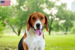 Read more about the article Amerikai Foxhound tenyésztők és kölykök az USA-ban
