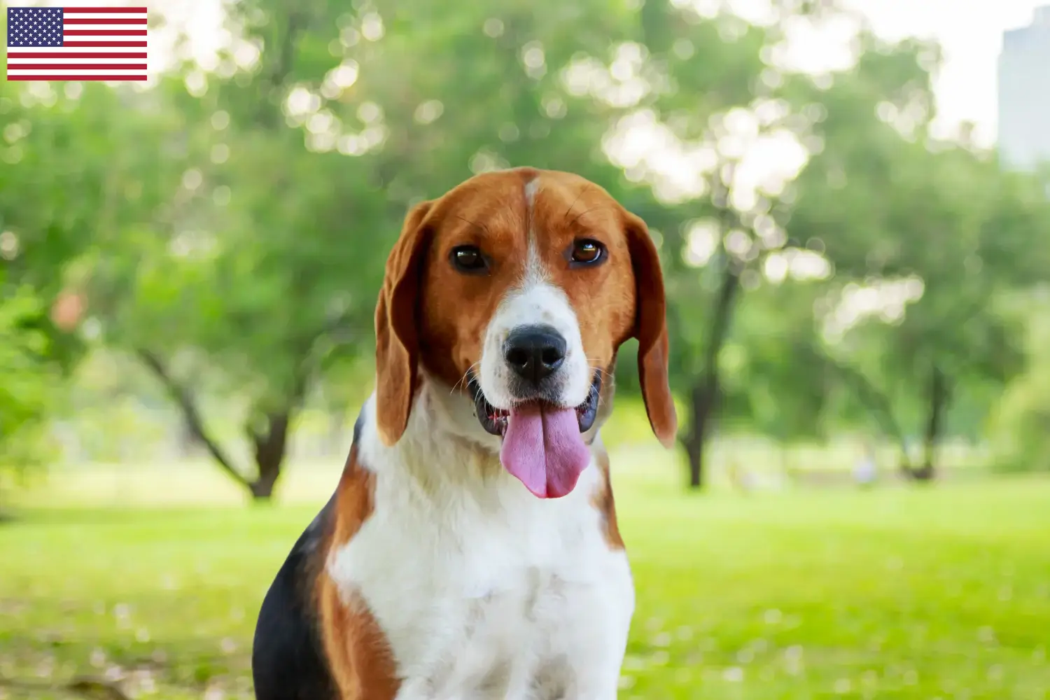 Read more about the article Amerikai Foxhound tenyésztők és kölykök az USA-ban