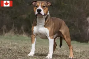 Read more about the article American Staffordshire Terrier tenyésztők és kölykök Kanadában