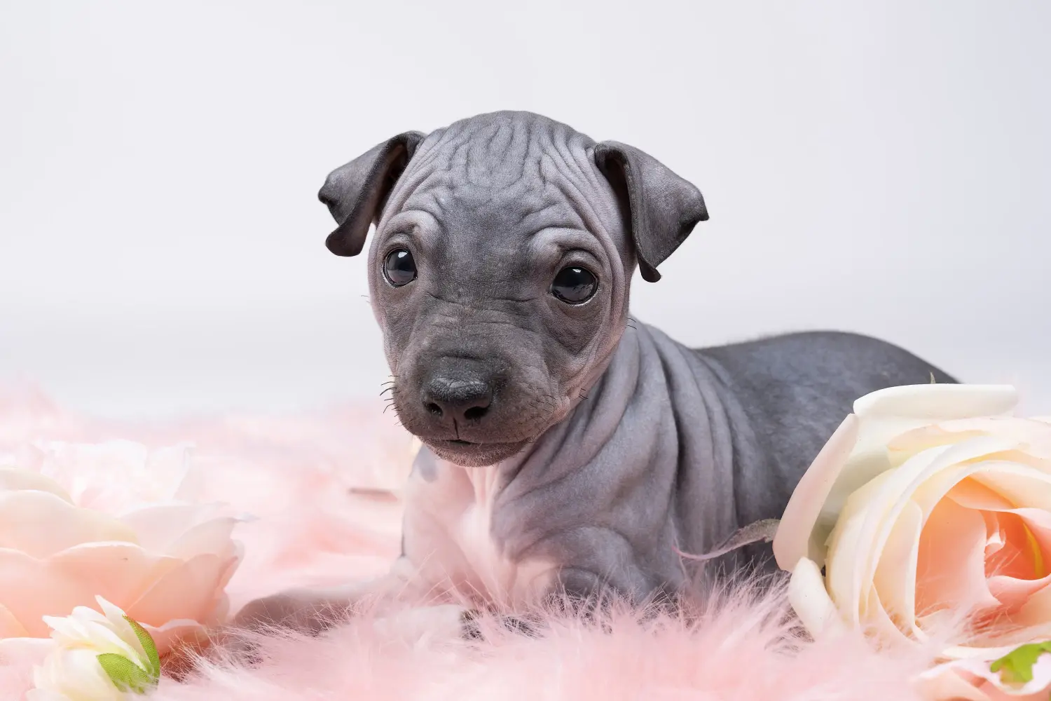 Amerikai szőrtelen terrier kölyökkutya vásárlása felelősségvállalást jelent! Amerikai szőrtelen terrier kiskutyák vásárlása.