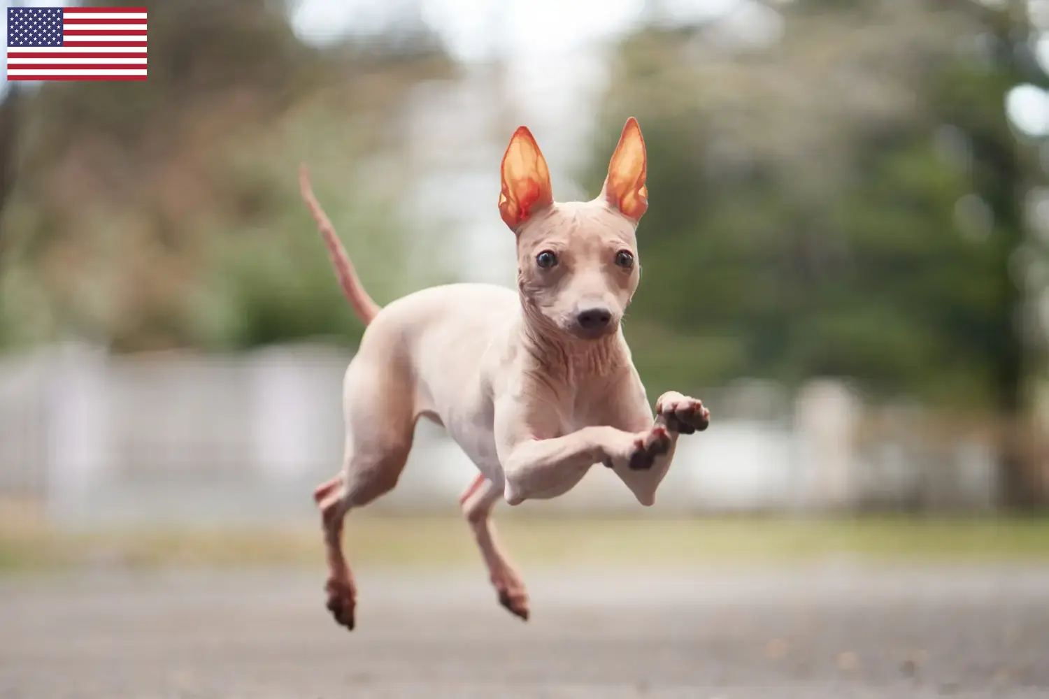 Amerikai szőrtelen terrier kiskutyák és tenyésztők USA Amerikai szőrtelen terrier tenyésztőket az USA-ban itt találsz.