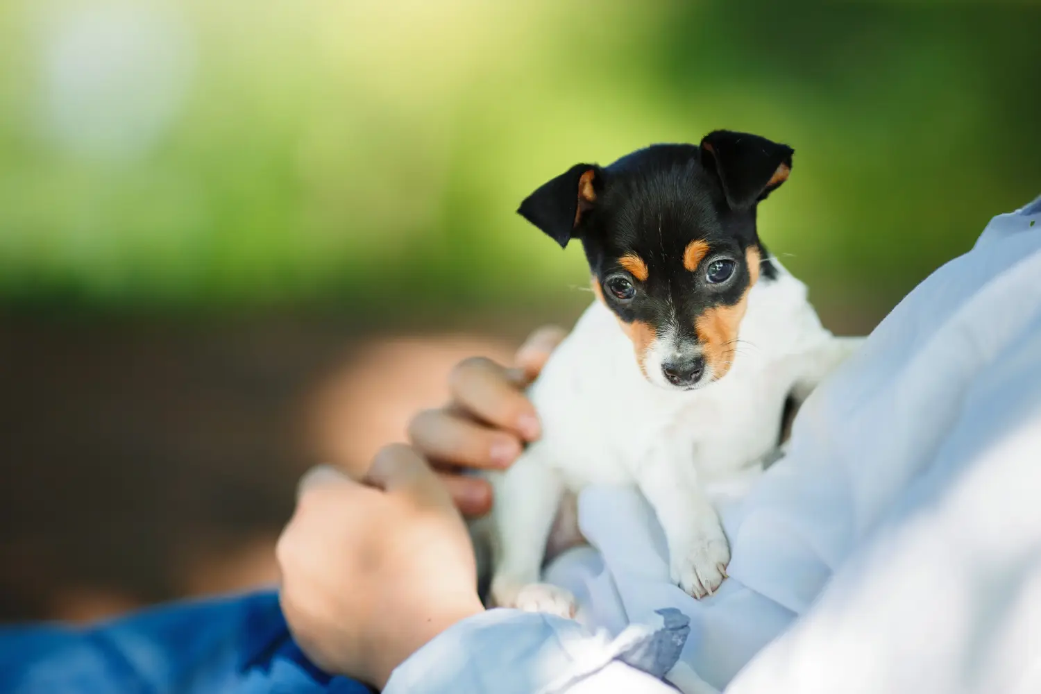 Amerikai Toy Terrier kölyökkutya vásárlása felelősségvállalást jelent! Amerikai Toy Terrier kiskutyák vásárlása.