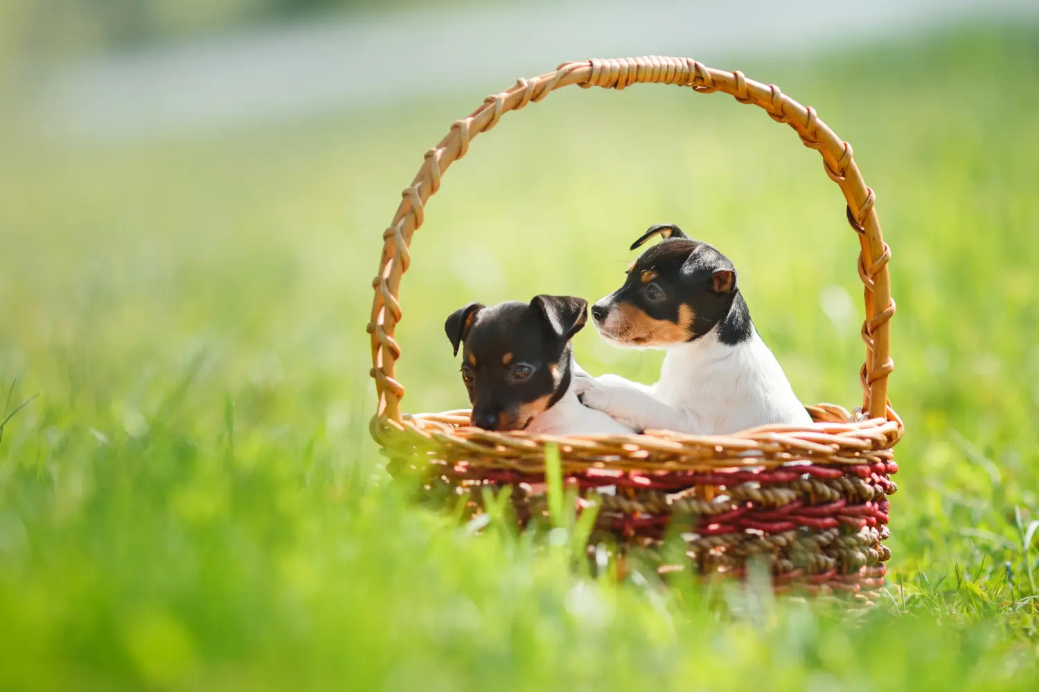 Amerikai Toy Terrier kölyökkutya vásárlása felelősségvállalást jelent! Amerikai Toy Terrier kiskutyák vásárlása.