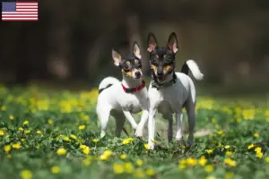 Read more about the article American Toy Terrier tenyésztők és kölykök az USA-ban