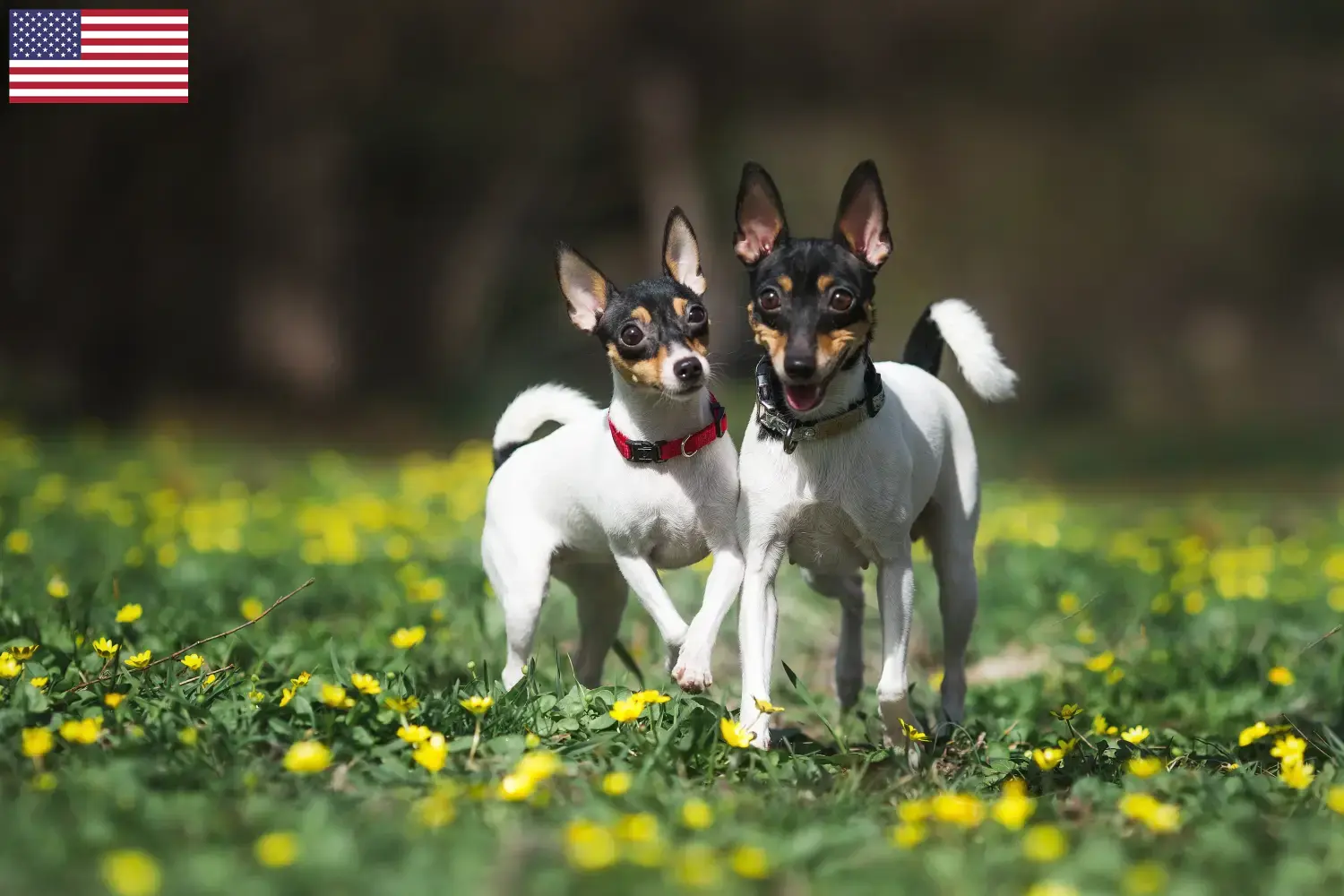 Amerikai Toy Terrier kiskutyák és tenyésztők USA American Toy Terrier tenyésztőket az USA-ban itt találsz.