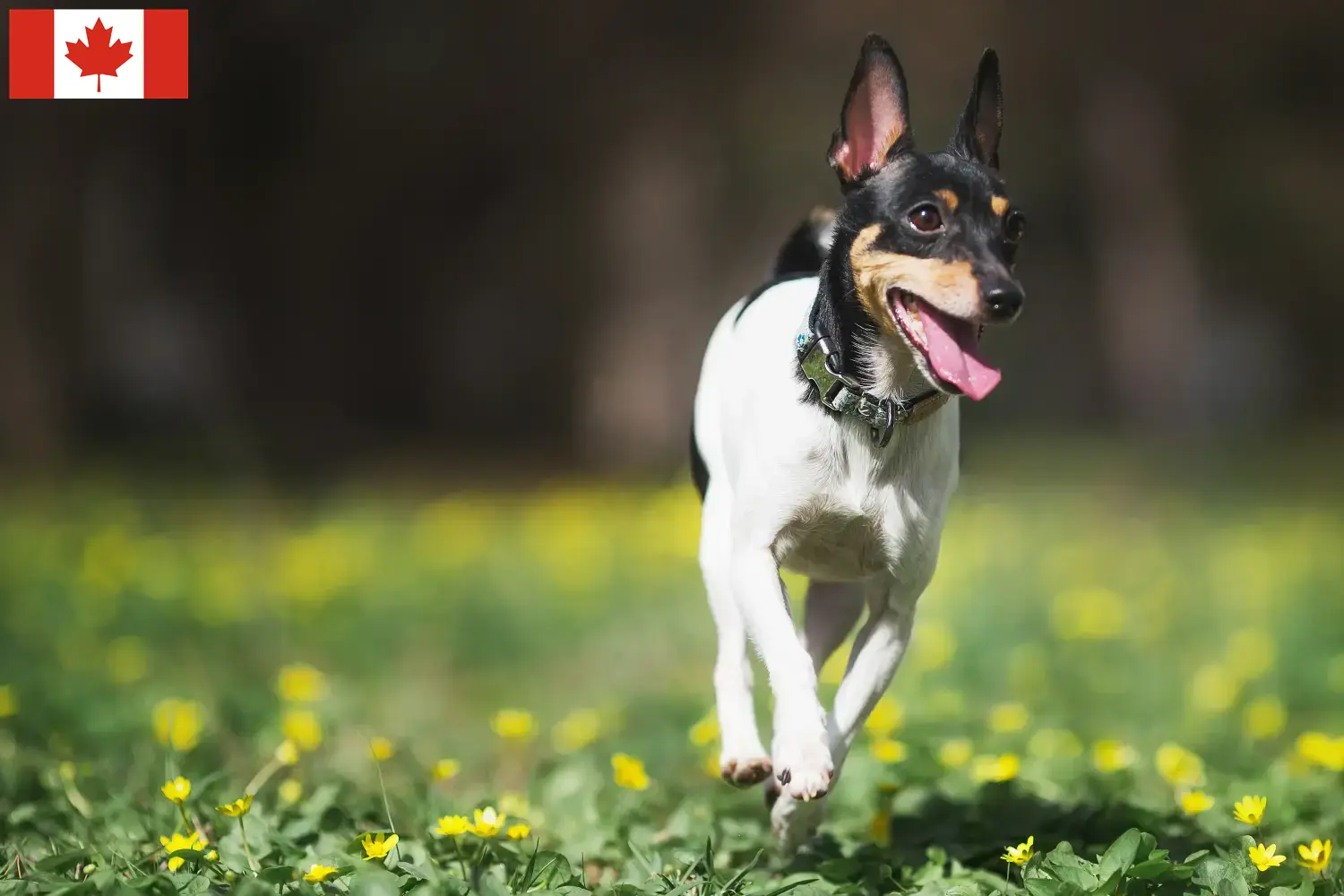 American Toy Terrier kölykök és tenyésztők Kanada American Toy Terrier tenyésztőket Kanadában itt találsz.