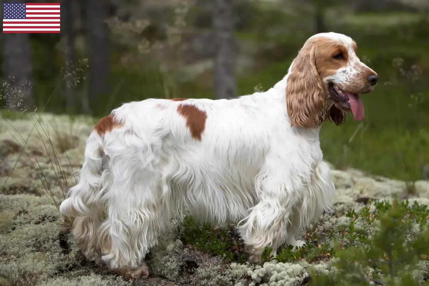 Angol Cocker spániel kiskutyák és tenyésztők USA Itt találhatsz English Cocker Spaniel tenyésztőket az USA-ban.