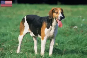 Read more about the article Angol Foxhound tenyésztők és kölykök az USA-ban