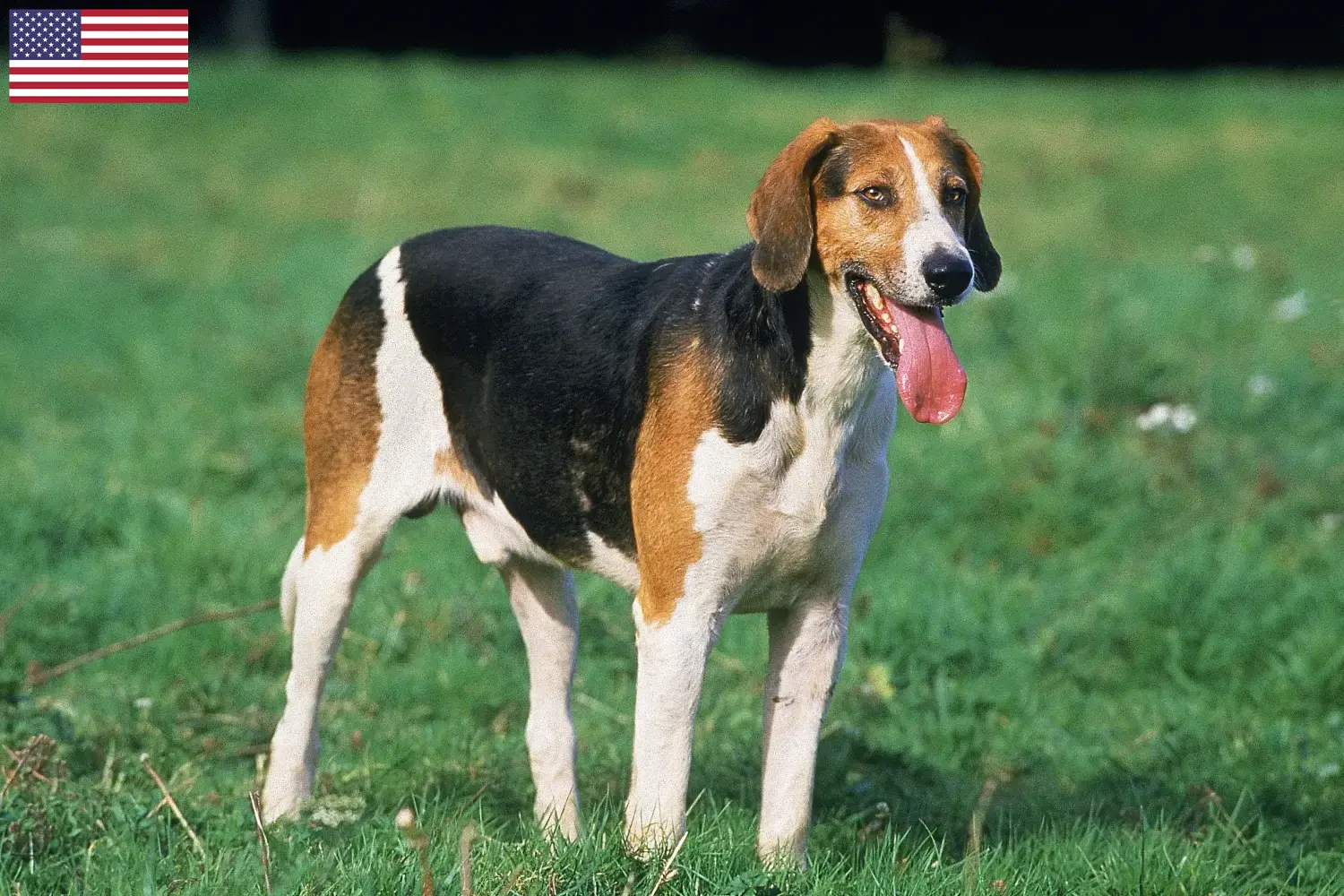 Angol Foxhound kiskutyák és tenyésztők USA Angol Foxhound tenyésztőket az USA-ban itt találsz.