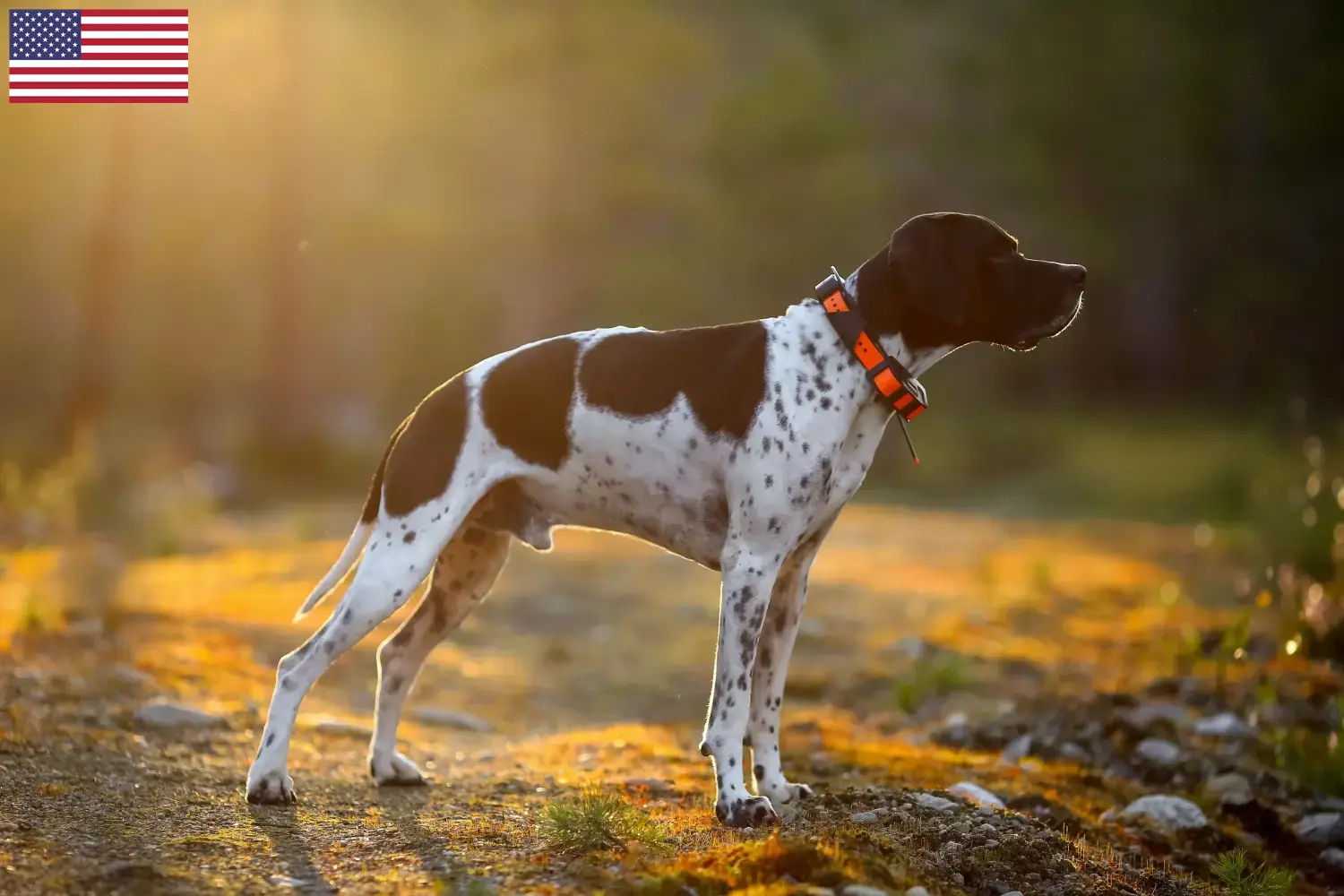 Read more about the article Angol Pointer tenyésztők és kölykök az USA-ban