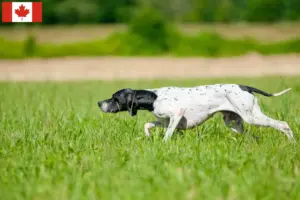 Read more about the article Angol Pointer tenyésztők és kölykök Kanadában