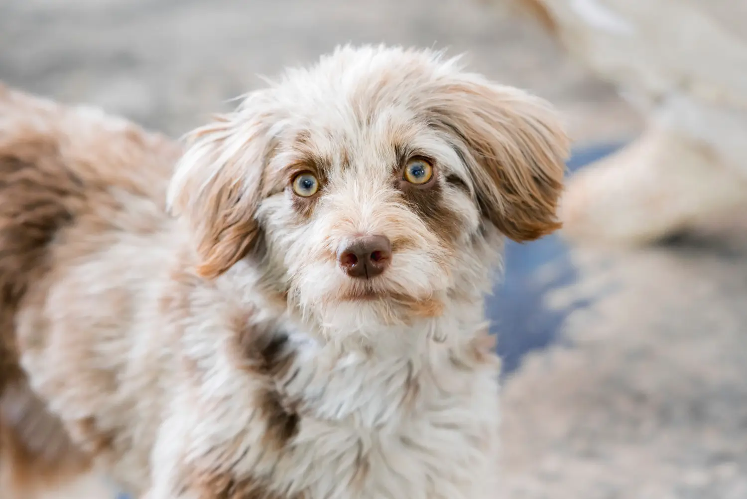 Aussiedoodle kölyökkutya vásárlása felelősségvállalást jelent! Aussiedoodle kiskutyák vásárlása.