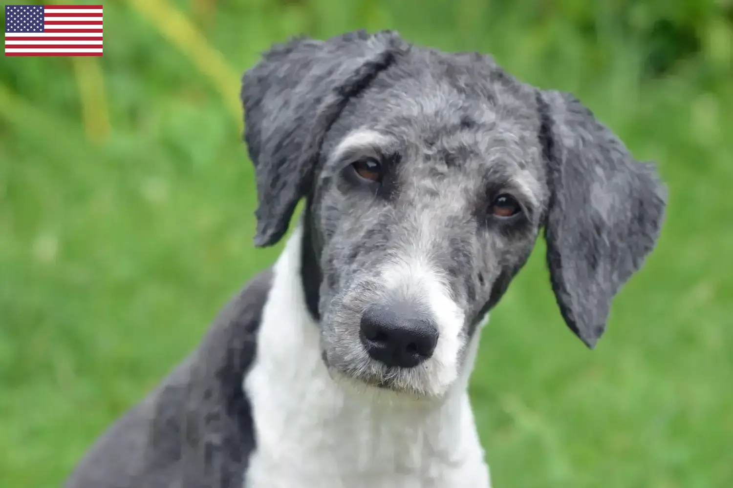 Aussiedoodle kölykök és tenyésztők USA Aussiedoodles tenyésztőket az USA-ban itt találsz.