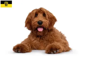 Read more about the article Ausztrál Cobberdog tenyésztők és kölykök Baden-Württembergben