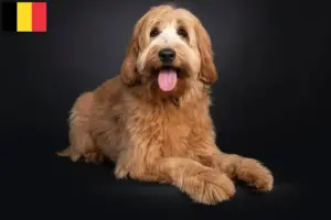 Read more about the article Ausztrál Cobberdog tenyésztők és kölykök Belgiumban
