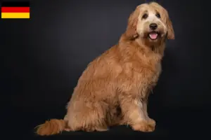 Read more about the article Ausztrál Cobberdog tenyésztők és kölykök Németországban
