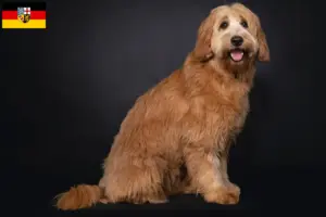 Read more about the article Ausztrál Cobberdog tenyésztők és kölykök Saarlandban