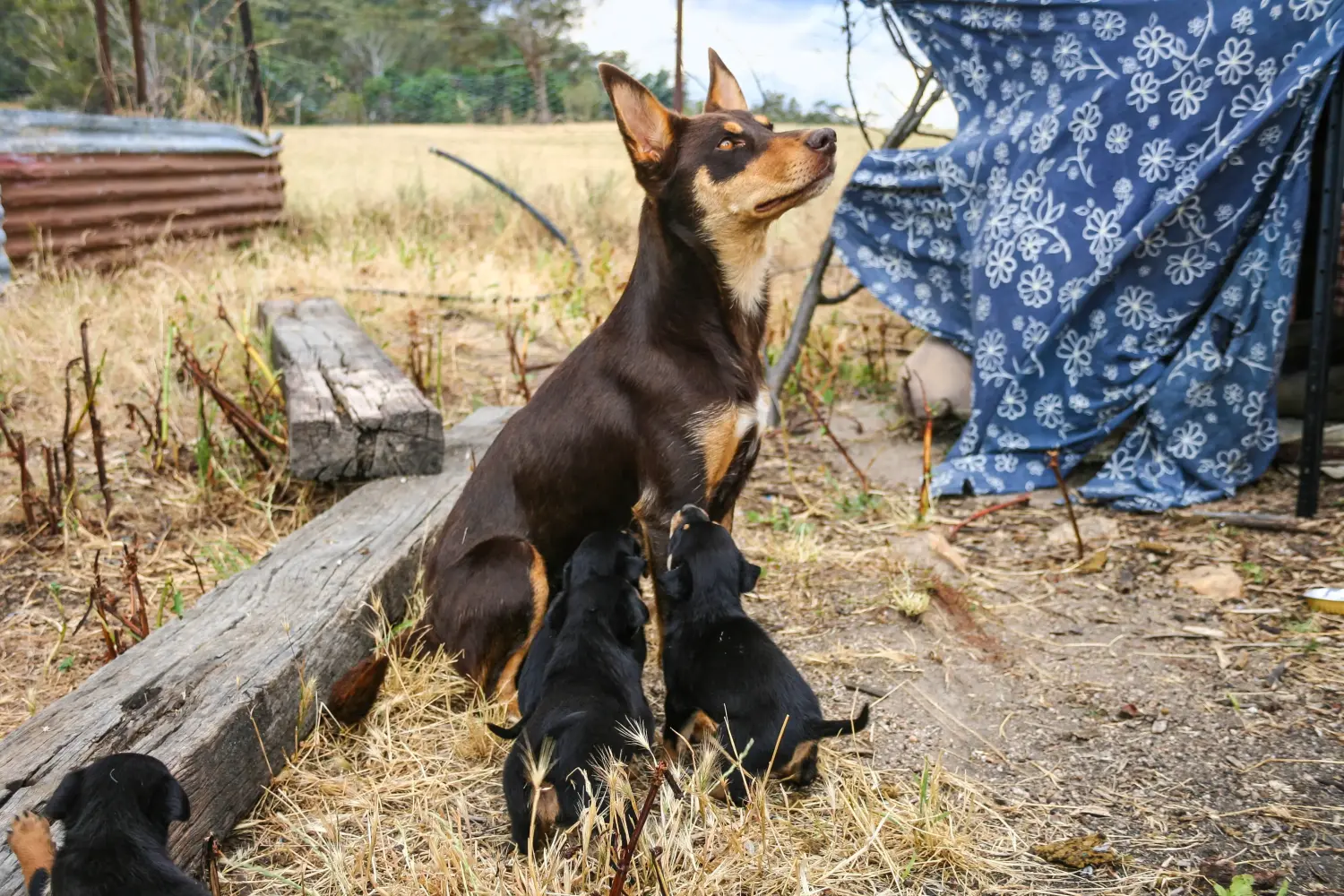 Egy ausztrál kelpie kölyökkutya megvásárlása felelősségvállalást jelent! Vásároljon ausztrál kelpie kölyökkutyákat.