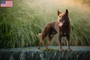 Read more about the article Ausztrál Kelpie tenyésztők és kölykök az USA-ban