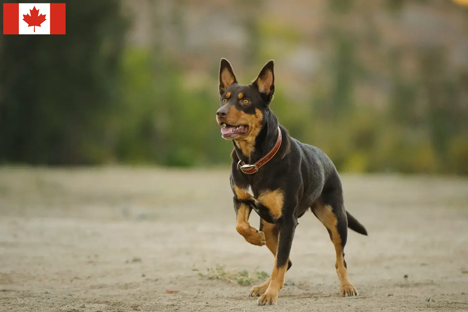 Read more about the article Ausztrál Kelpie tenyésztők és kölykök Kanadában