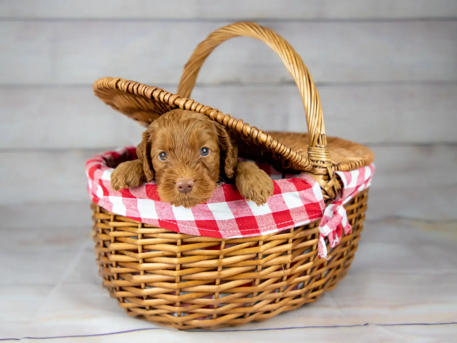 Egy ausztrál labrador kölyökkutya megvásárlása felelősségvállalást jelent! Vásároljon ausztrál labrador kutyakölyköket.