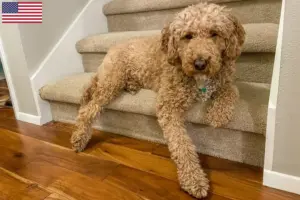 Read more about the article Ausztrál Labradoodle tenyésztők és kölykök az USA-ban