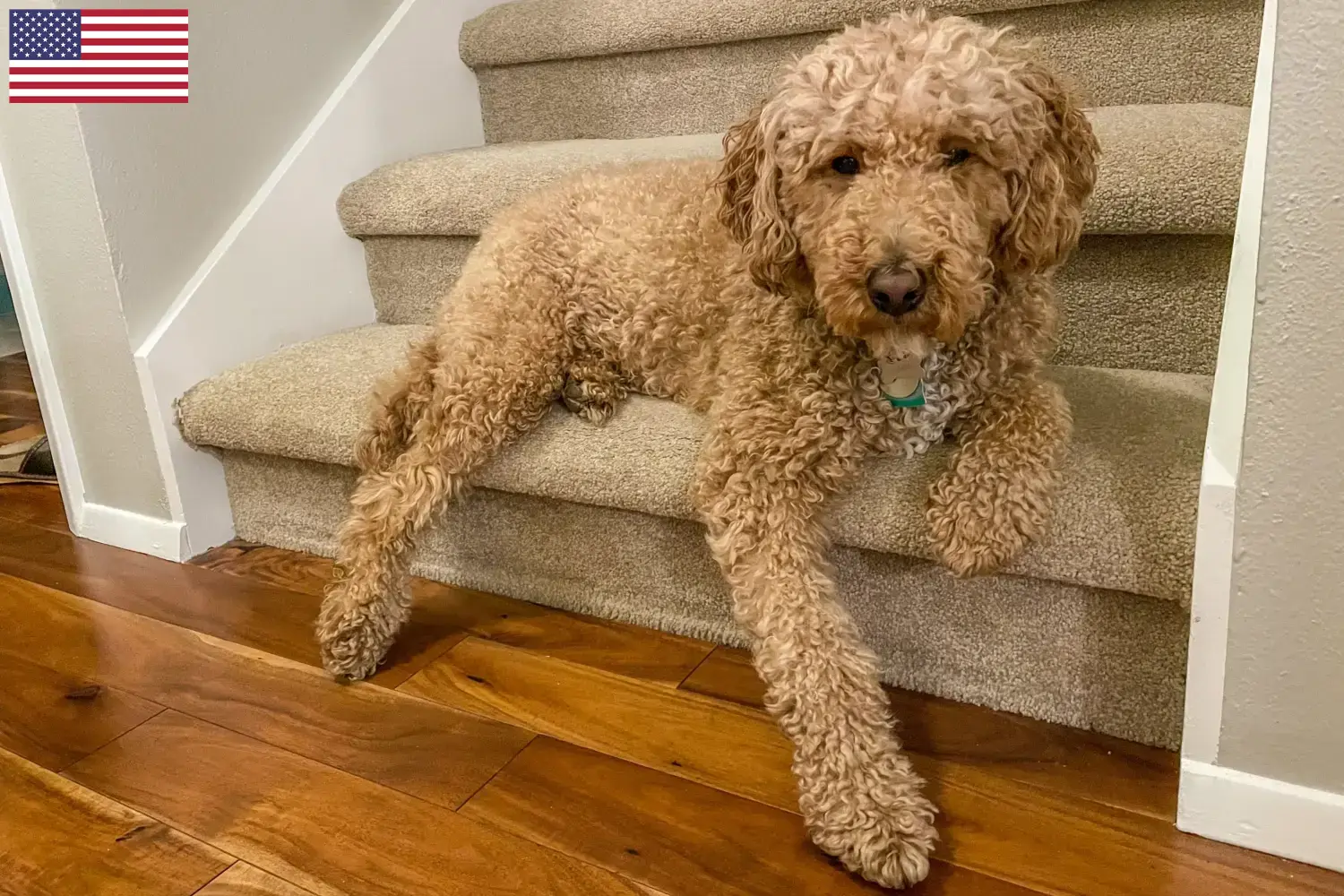 Ausztrál Labradoodle kölykök és tenyésztők USA Keresse meg az ausztrál labrador tenyésztőket az USA-ban itt.