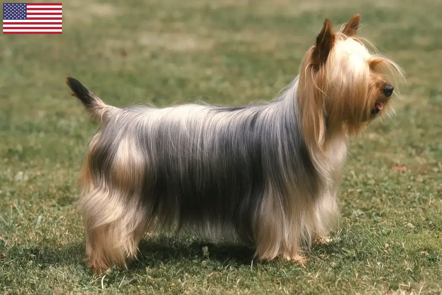 Ausztrál Silky Terrier kiskutyák és tenyésztők USA Itt találsz ausztrál szilkiterrier tenyésztőket az USA-ban.