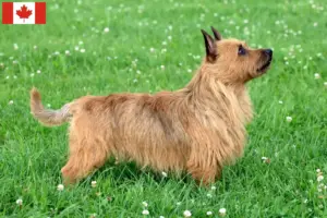 Read more about the article Ausztrál terrier tenyésztők és kölykök Kanadában