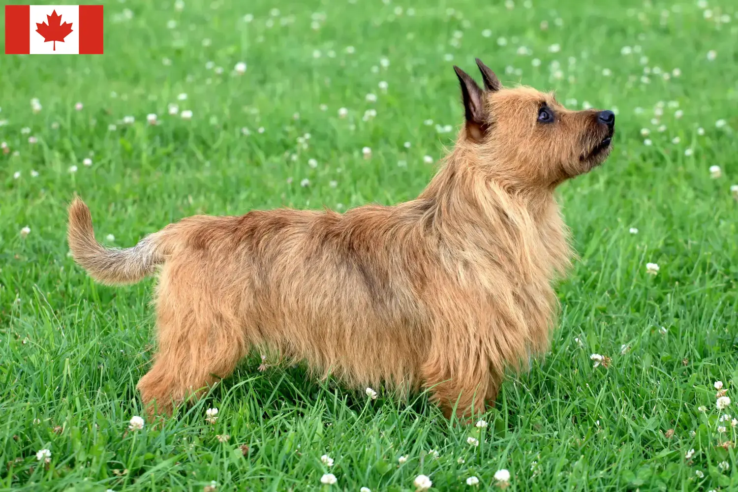 Read more about the article Ausztrál terrier tenyésztők és kölykök Kanadában