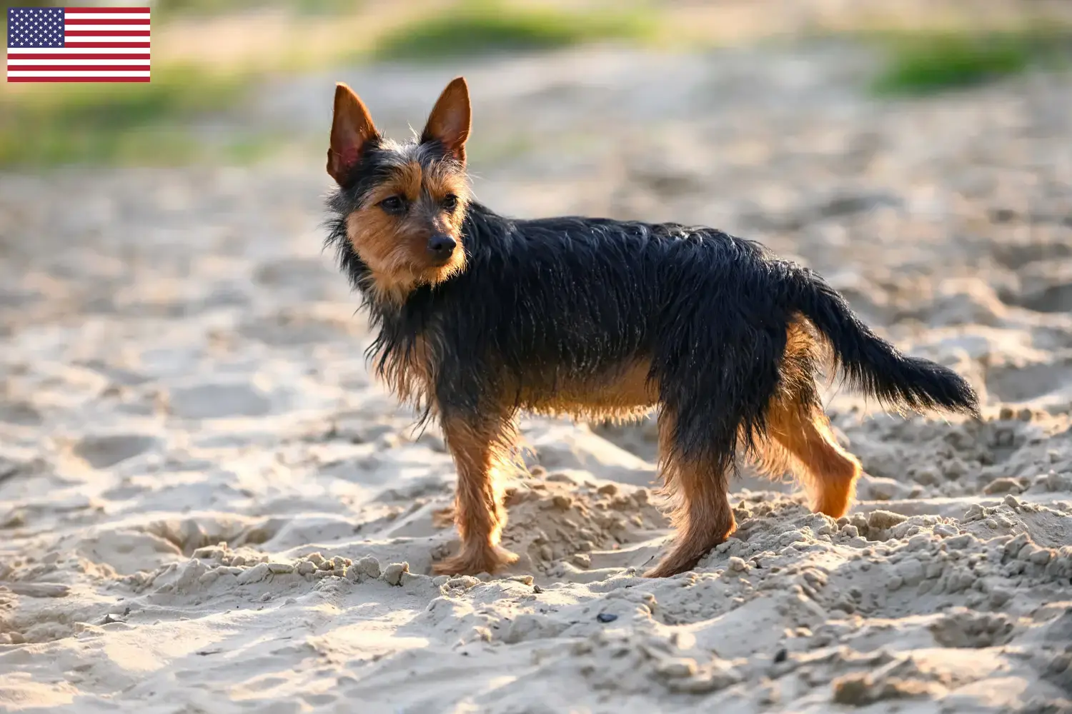 Read more about the article Ausztrál terrier tenyésztők és kölykök az USA-ban