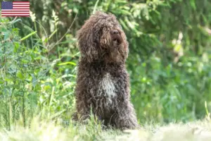 Read more about the article Barbet tenyésztők és kölykök az USA-ban