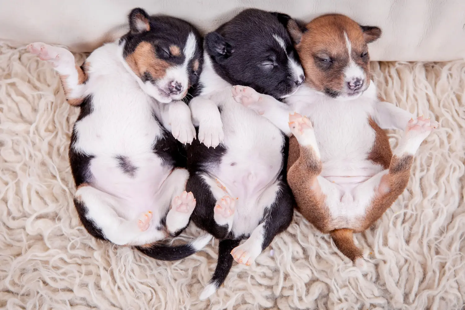 Basenji kiskutya vásárlása felelősségvállalást jelent! Basenji kiskutyák vásárlása.
