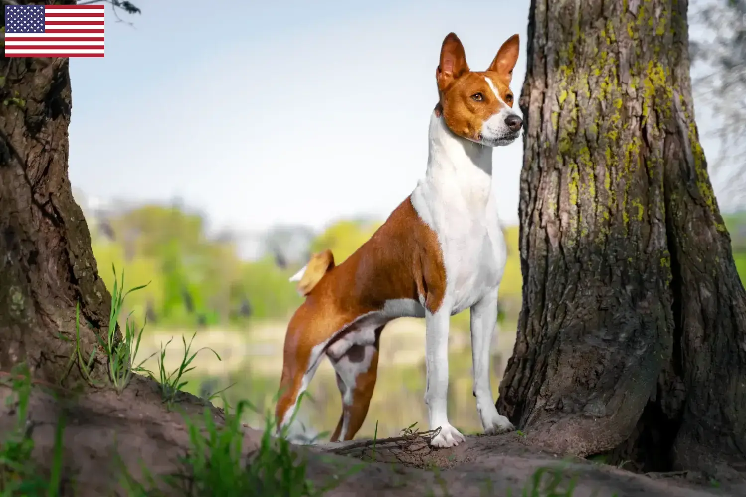 Basenji kiskutyák és tenyésztők USA Itt találhat basenji tenyésztőket az USA-ban.
