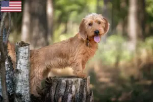 Read more about the article Basset fauve de Bretagne tenyésztők és kölykök az USA-ban