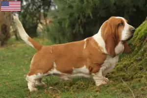Read more about the article Basset Hound tenyésztők és kölykök az USA-ban