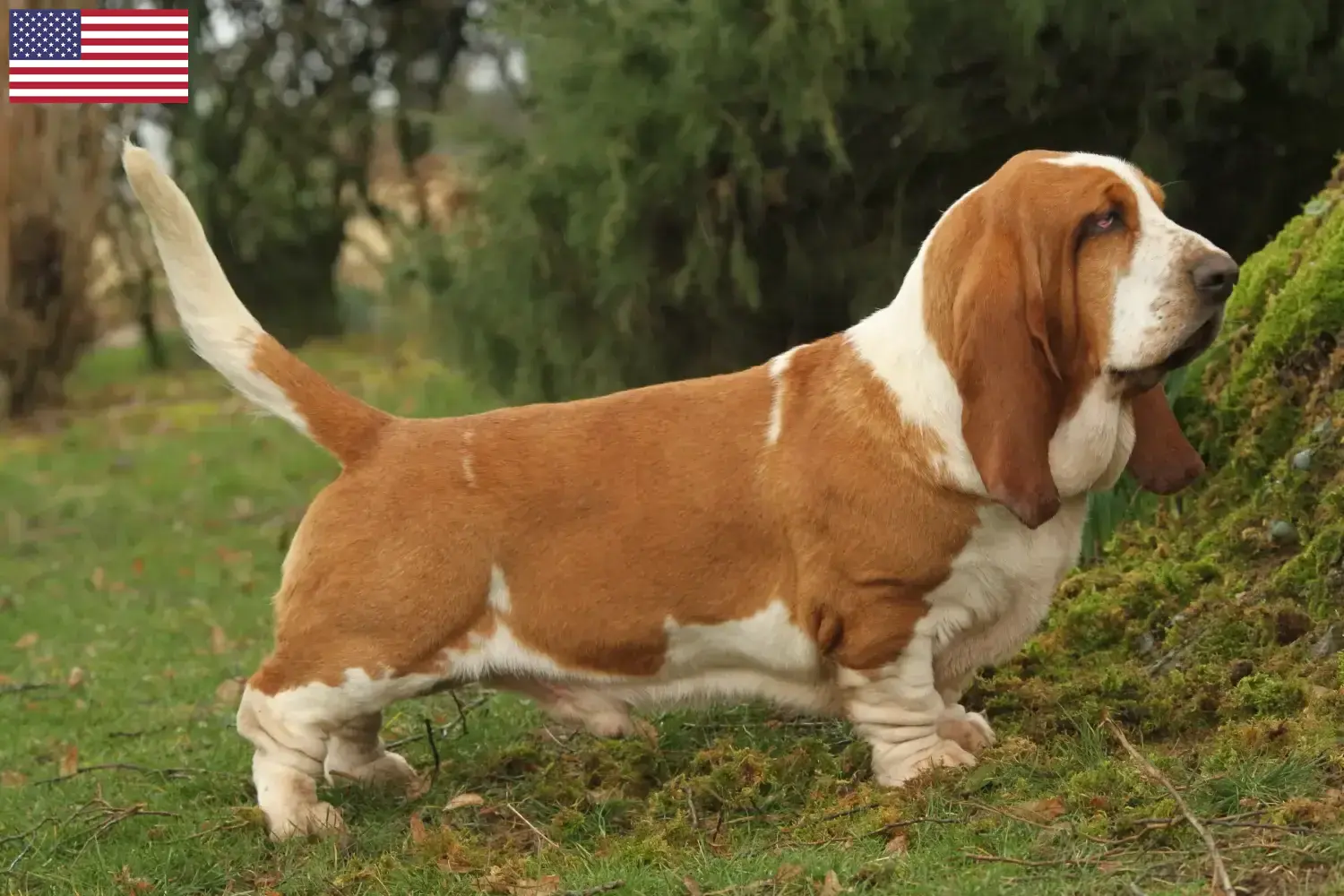 Basset Hound kiskutyák és tenyésztők USA Itt találhat Basset Hounds tenyésztőket az USA-ban.
