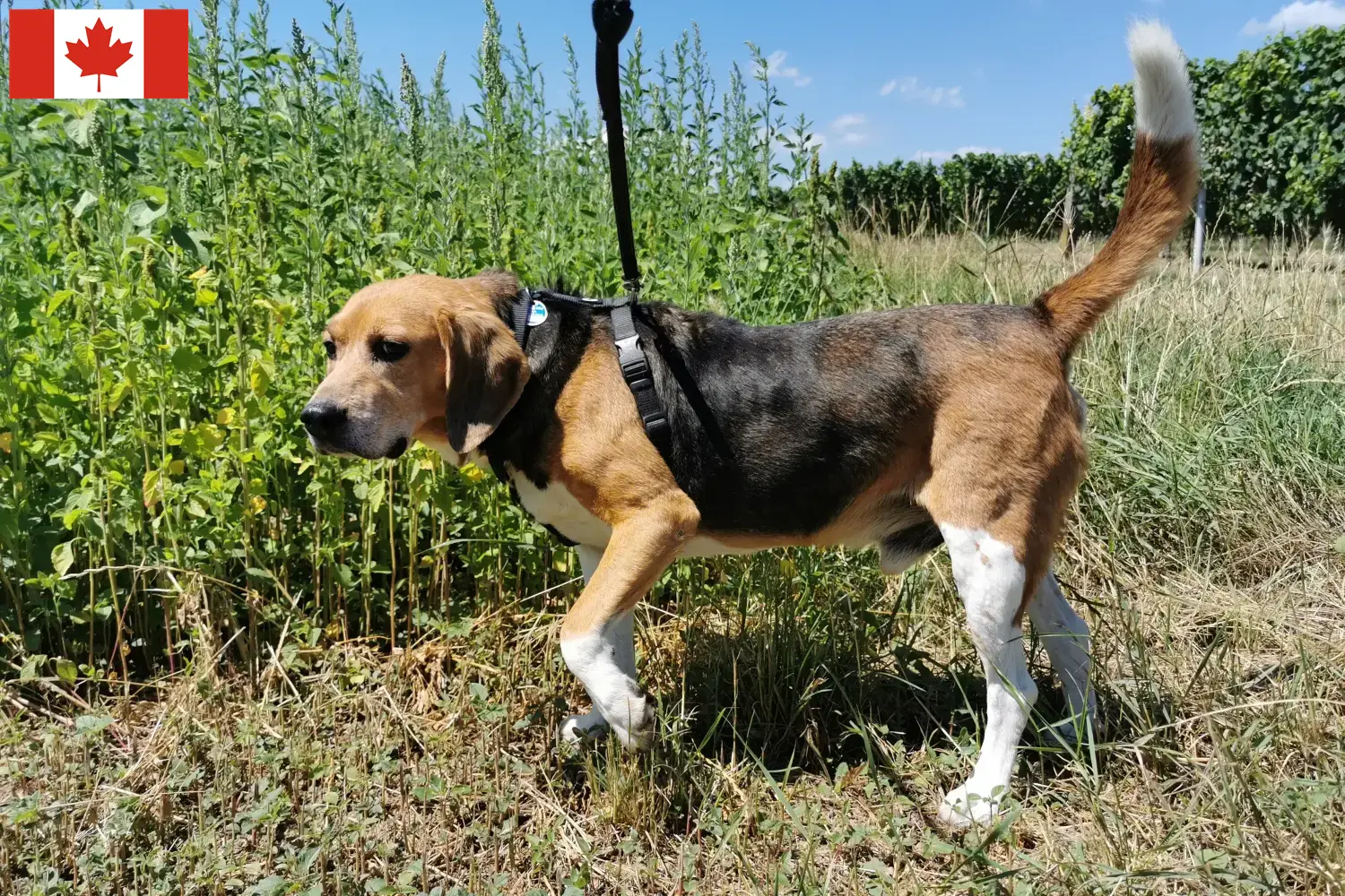 Beagle Harrier kölykök és tenyésztők Kanada Találd meg a Beagle Harrier tenyésztőket Kanadában.
