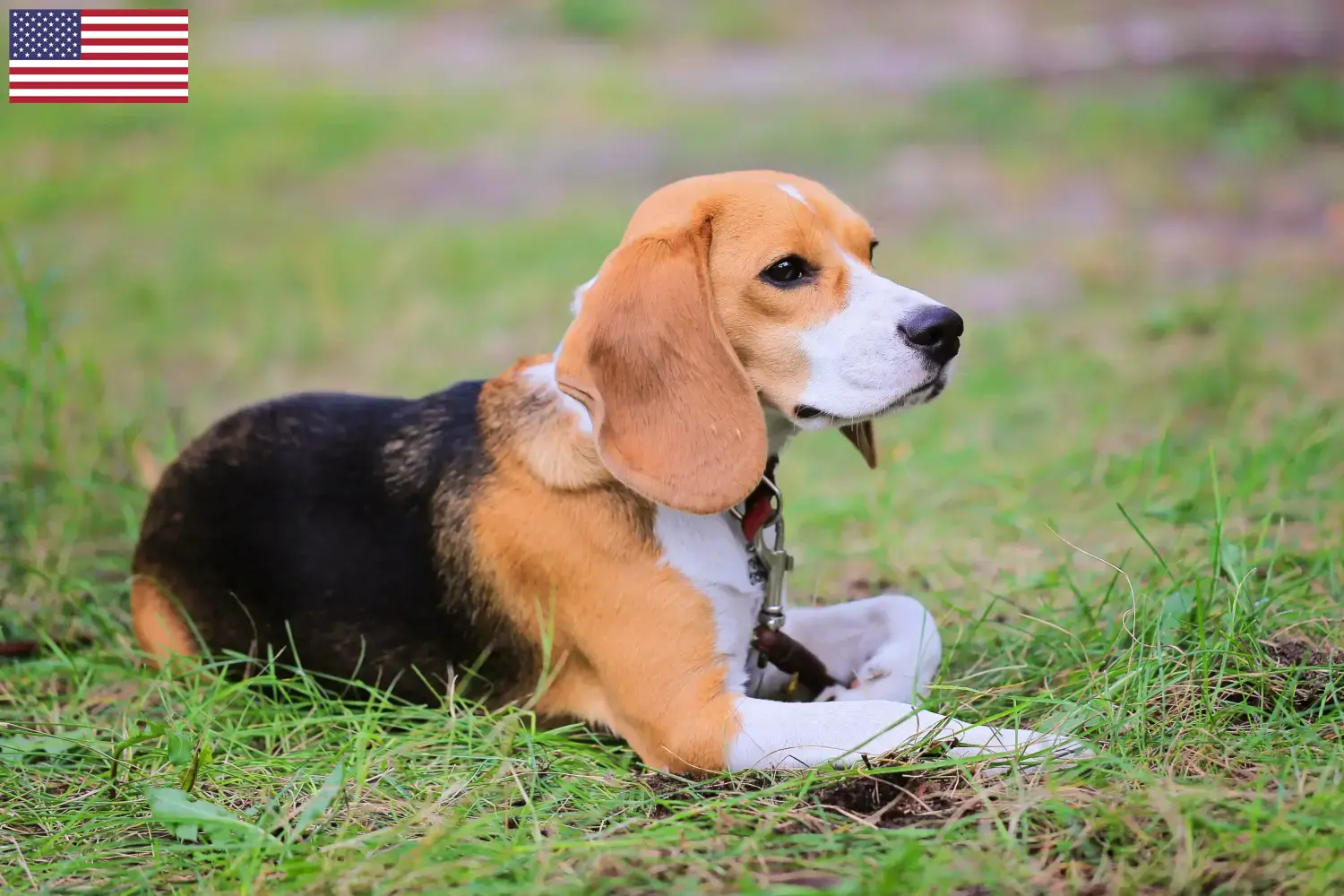 Beagle Harrier kiskutyák és tenyésztők USA Beagle Harrier tenyésztőket az USA-ban itt találsz.
