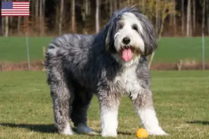 Read more about the article Bearded Collie tenyésztők és kölykök az USA-ban