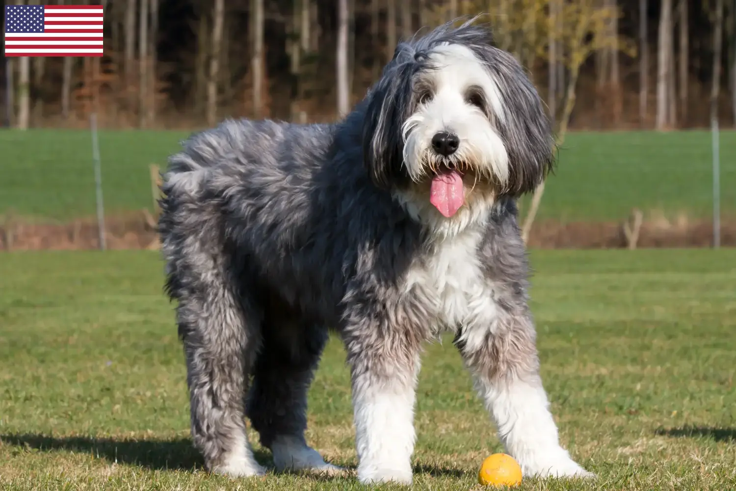 Bearded Collie kiskutyák és tenyésztők USA Bearded Collie tenyésztőket az USA-ban itt találsz.